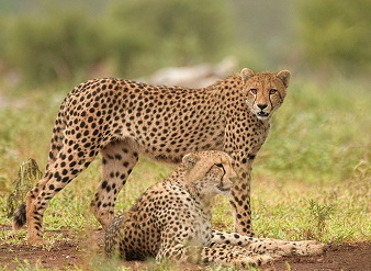 Cheetah in Masai Mara